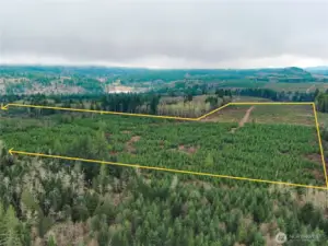 View of the current tree farm facing to the South.  Mount Walker is obscured by the clouds.