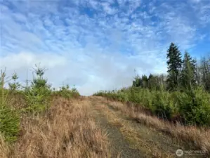 Established young forest that can be easily cleared for homes, outbuildings and animals without to much effort.