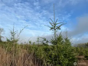 The Douglas fir grow very fast in this great soil. The spike at the top of the tree, shows this years growth. Nearly 3 feet !
