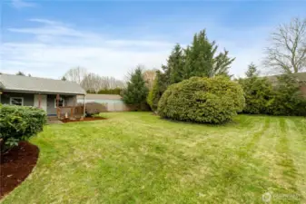 Side view of back yard looking to covered patio and large Rhody on the right