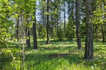 Forested Backyard through to Trail