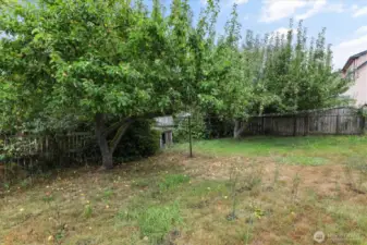 Apple tree is almost ready!