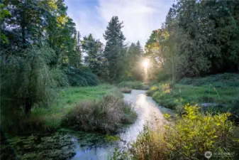 Pond with its own island!