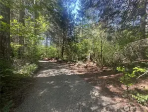 Many mature fir and cedar trees