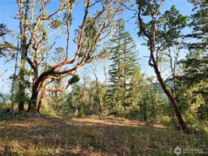 Madrona trees