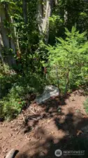Property was surveyed and lines marked