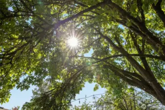 Towering trees embrace the property in shade and privacy. Their presence creates a peaceful, park-like setting unique to the Northwest.