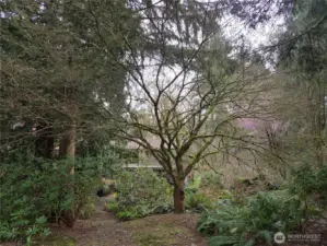 This maple is spectacular, next to the path leading from the house to the barn and detached garage.