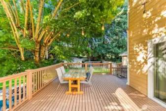 the shade from this tree creates the most relaxing and pleasant space