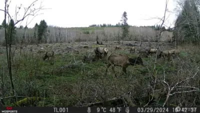 SE corner of lot looking over the clearing with more Elk.