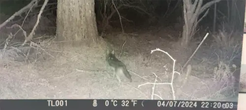 Coyote