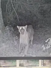 Cougar