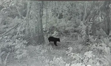 Bear