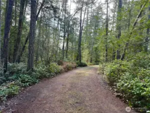 Property features lush salal and tall evergreens