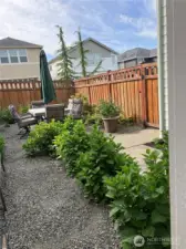 No grass backyard with perennials and herbs. Hydrangeas, peonies, lavender and mints.