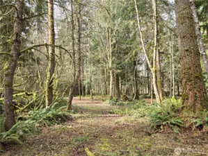 some trails thru the northwest half of the land.