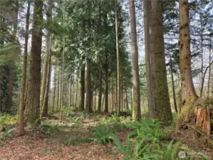 marketable timber on site.