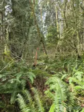 Southeast property line stake near road.