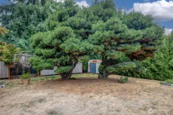 Mature trees with leveled backyard.