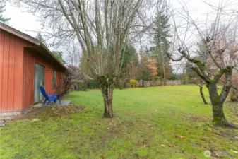 Mature apple, cherry and pear trees.