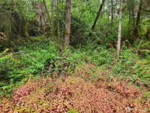 Some of the beautiful foliage on the property