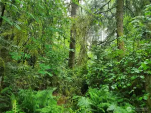 The peace and privacy of the forest island