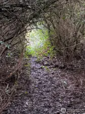 Trail has been cut to the beach