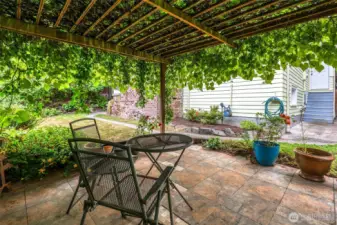 Grape arbor in bloom