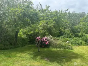 North side yard