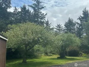 Fruit Trees