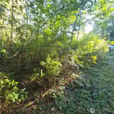 Facing Hobson Rd from "entrance trail"