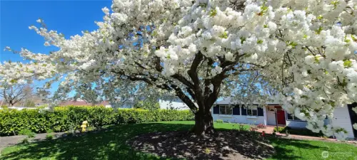 Tree in full bloom!