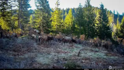 Elk on the property!