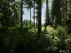 Homesite