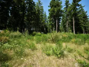 Homesite
