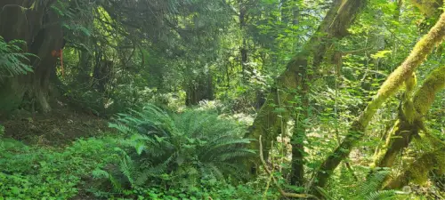 On pathway, old growth Cedar & Fir.