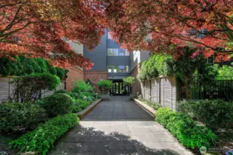 A lush entry with Japanese maples.