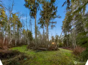 Southwest view on property. Mixed stands of fir, hemlock and alder trees.  Grass covers access/forest roads.