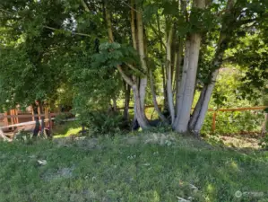 Bottom of the lot. Buyer could easily remove this tree if desired.