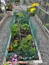 One of the pea patch gardens