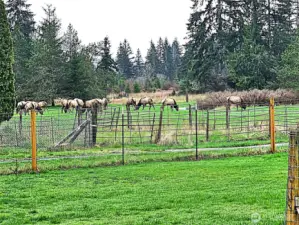 Elk heard moving through the area grazes in meadow on property.