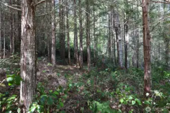 Young trees on property