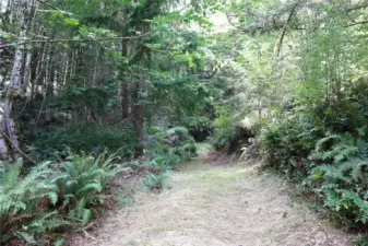 Cut trail on the property