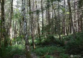 View of state forest adjacent to the property