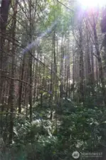 View of state forest adjacent to the property