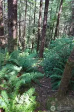 Trail of the property to the Lost Creek