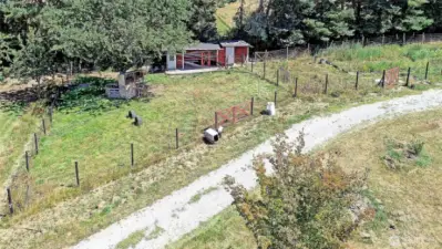 Your chicken coop & enclosure with overhead netting for predator protection.