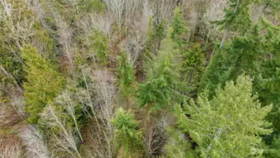 Aerial showing variety and density of shrubs and trees.