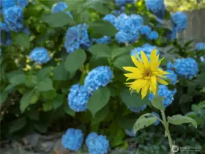 Flowers abound in the wonderful backyard.