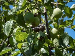 Many of the fruit trees are imported from Europe and come from stock that is hundreds of years old.
